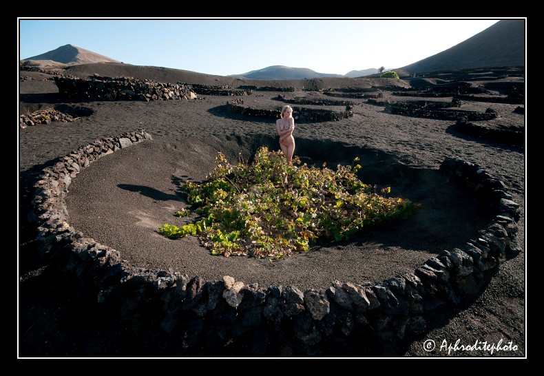 019 Vignoble des Canaries 1